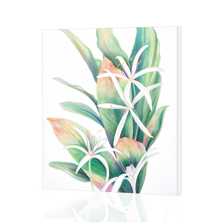 Crinum Lily